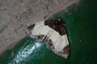 Mesoleuca albicillata