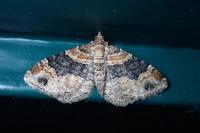 Xanthorhoe ferrugata