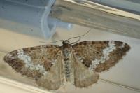 Perizoma alchemillata