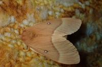 Lasiocampa quercus quercus