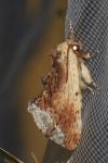 Ptilodon cucullina