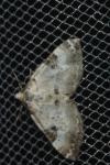 Perizoma blandiata