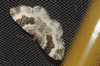 Epirrhoe rivata