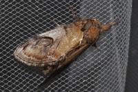 Notodonta ziczac
