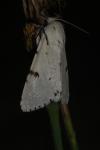 Acronicta leporina