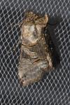 Abrostola triplasia