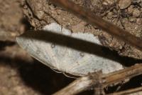 Cyclophora albipunctata