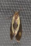 Harpella forficella