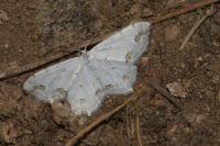 Scopula ornata