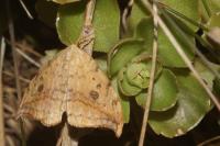 Drepana falcataria