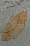 Cyclophora punctaria