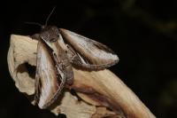 Pheosia gnoma