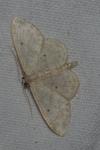 Idaea straminata