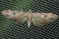 Eupithecia absinthiata
