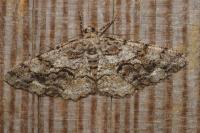 Peribatodes secundaria