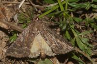 Thalpophila matura