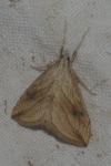 Evergestis forficalis
