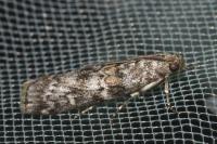Dioryctria abietella