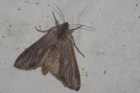 Cucullia lucifuga