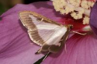 Cydalima perspectalis