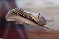 Pheosia tremula