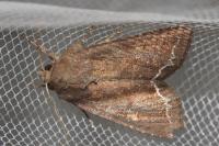 Lacanobia oleracea