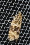 Celypha lacunana
