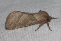 Triodia sylvina