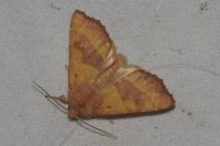 Atethmia centrago