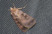 Xestia stigmatica