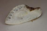 Cilix glaucata