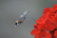 Macroglossum stellatarum