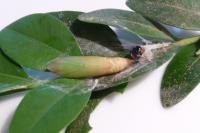 Cydalima perspectalis