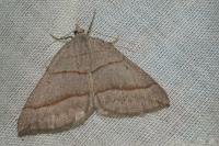 Scotopteryx luridata