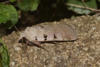 Eugnorisma glareosa