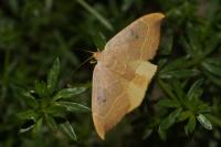 Watsonalla binaria