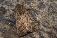 Tholera decimalis