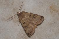 Eugnorisma depuncta