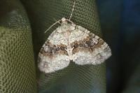 Nothocasis sertata