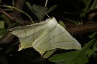 Ourapteryx sambucaria