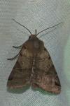 Anchoscelis litura