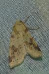 Cirrhia icteritia