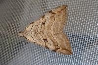 Aplocera plagiata