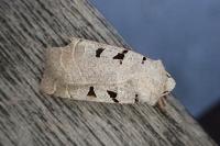 Eugnorisma glareosa