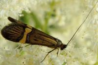 Nemophora degeerella