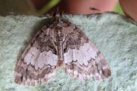 Hydriomena impluviata impluviata