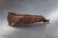 Schrankia costaestrigalis