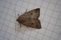 Leptologia lota