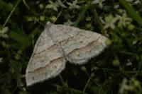 Mesotype parallelolineata