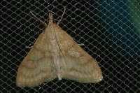 Paracorsia repandalis